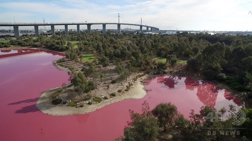 湖が鮮やかなピンク色に! 実は自然現象、豪 湖が鮮やかなピンク色に! 実は自然現象、豪