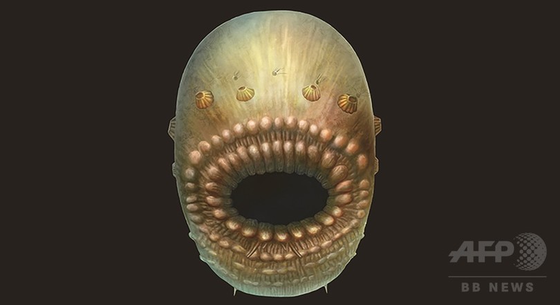 人類最古の祖先、5億4000万年前の肛門のない袋状生物か 研究 人類最古の祖先、5億4000万年前の肛門のない袋状生物か 研究