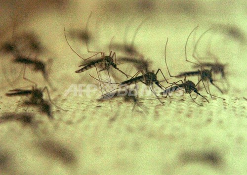 マラリア、北朝鮮から韓国に定着の兆し ソウル大研究チームが警告 マラリア、北朝鮮から韓国に定着の兆し ソウル大研究チームが警告