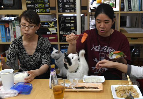 動画:オフィスに「猫同伴通勤」、ニャンとも癒やされるIT会社 東京 動画:オフィスに「猫同伴通勤」、ニャンとも癒やされるIT会社 東京