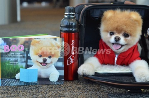 ネットの人気犬ブー、米航空会社の取締役に ネットの人気犬ブー、米航空会社の取締役に