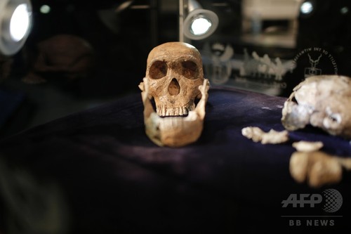 初期ヒト属「ホモ・ナレディ」 現生人類と共存か 化石研究 初期ヒト属「ホモ・ナレディ」 現生人類と共存か 化石研究