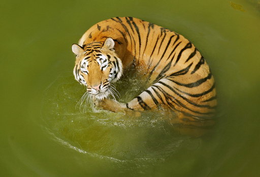 トラだって、暑い夏はやっぱりプール！