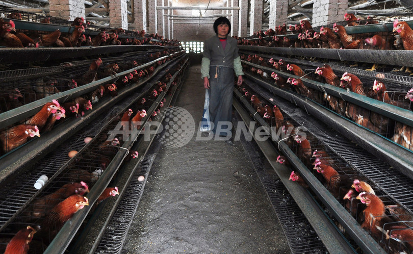 江蘇省で4人が鳥インフル感染、中国の感染者7人に 江蘇省で4人が鳥インフル感染、中国の感染者7人に