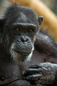チンパンジーの「人権」申し立て、NY州控訴裁でも却下 米国 チンパンジーの「人権」申し立て、NY州控訴裁でも却下 米国