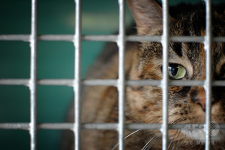 猫を生きたまま犬の餌に、動画を投稿した男を逮捕 ドバイ 猫を生きたまま犬の餌に、動画を投稿した男を逮捕 ドバイ