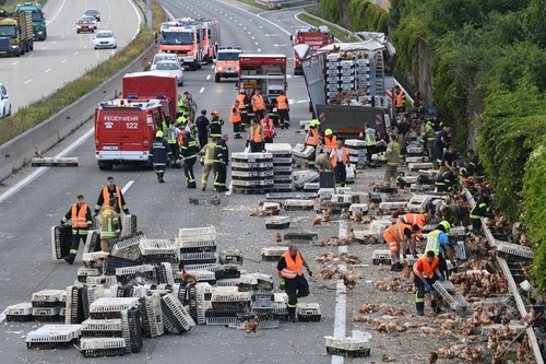 高速道路でニワトリ7000羽が脱走! 積み荷落下で オーストリア 高速道路でニワトリ7000羽が脱走! 積み荷落下で オーストリア
