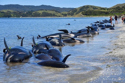 「人間の鎖」むなしく、新たにクジラ200頭打ち上げ NZ 「人間の鎖」むなしく、新たにクジラ200頭打ち上げ NZ