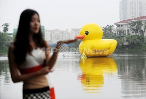 「黄色いアヒル」、中国ブログで検索禁止に 「黄色いアヒル」、中国ブログで検索禁止に