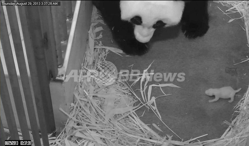 赤ちゃんを優しく見守るパンダ、 米ワシントン 赤ちゃんを優しく見守るパンダ、 米ワシントン