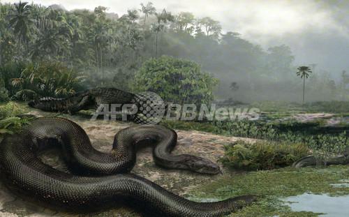 全長バス1台ぶん、史上最大のヘビの化石 コロンビアで発見 全長バス1台ぶん、史上最大のヘビの化石 コロンビアで発見