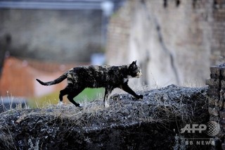 ネコにかまれ狂犬病に、英国人男性が死亡 ネコにかまれ狂犬病に、英国人男性が死亡