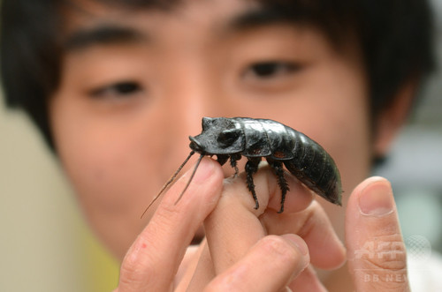 動画:コオロギやゴキブリが食材に、昆虫食伝道師の鍋パーティー 動画:コオロギやゴキブリが食材に、昆虫食伝道師の鍋パーティー