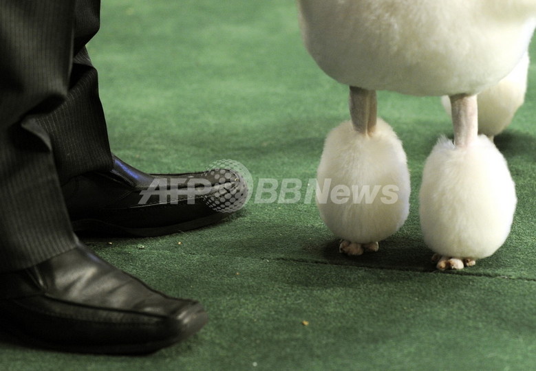 愛犬4匹を誘拐された豪男性、身代金は2500万円 愛犬4匹を誘拐された豪男性、身代金は2500万円