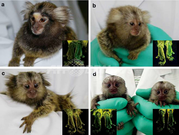遺伝子組み換えのサルが誕生、霊長類では世界初 慶応大など 遺伝子組み換えのサルが誕生、霊長類では世界初 慶応大など