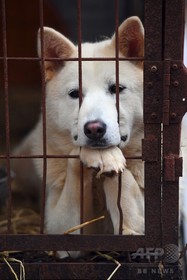 韓国・平昌の犬肉レストラン、五輪開催中のメニュー提供自粛を拒否 韓国・平昌の犬肉レストラン、五輪開催中のメニュー提供自粛を拒否