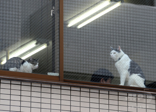 動画:オフィスに「猫同伴通勤」、ニャンとも癒やされるIT会社 東京 動画:オフィスに「猫同伴通勤」、ニャンとも癒やされるIT会社 東京