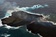 小笠原諸島の新島、溶岩の流出で西之島と一体に