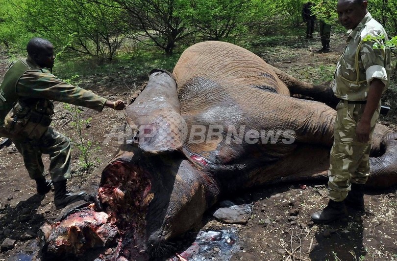 ゾウ密猟者2人を射殺、ケニア ゾウ密猟者2人を射殺、ケニア