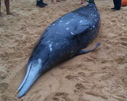 くちばし持つ希少クジラ、豪海岸に漂着 くちばし持つ希少クジラ、豪海岸に漂着