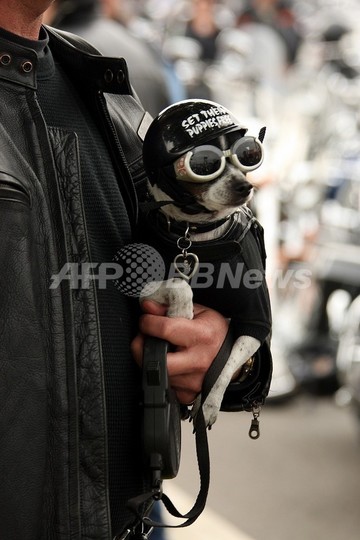 豪のチワワが九死に一生、パラグライディング事故も無傷 豪のチワワが九死に一生、パラグライディング事故も無傷