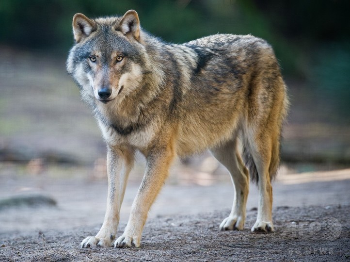 19世紀初頭に絶滅したオオカミ、2世紀ぶりに発見 デンマーク 19世紀初頭に絶滅したオオカミ、2世紀ぶりに発見 デンマーク