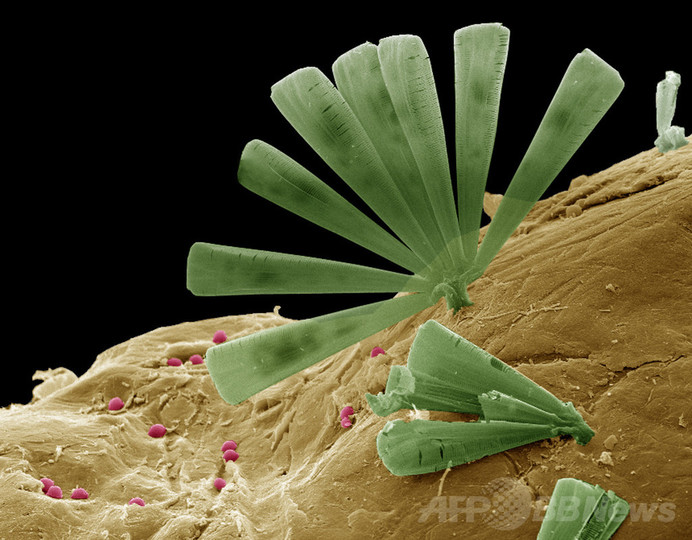 プラスチック食べる微生物、海のごみを沈める助けに 豪研究 プラスチック食べる微生物、海のごみを沈める助けに 豪研究