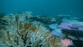 動画：世界各地でサンゴの大規模な白化現象、記録的な暑さで悪化