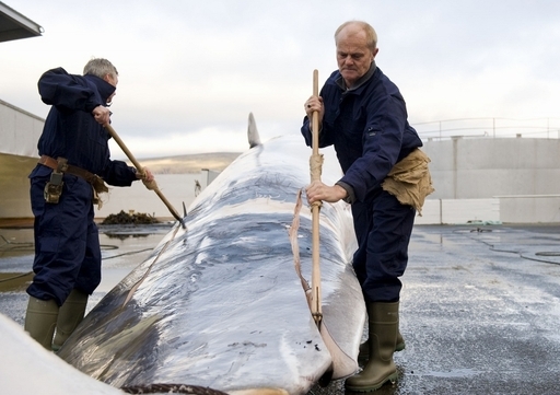 「ホエールウオッチング後に鯨肉料理を堪能」、アイスランドがIWCで反論