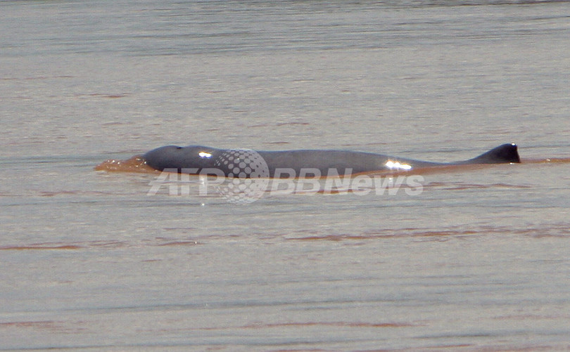 メコン川の淡水イルカ、水質汚染で絶滅寸前 WWF メコン川の淡水イルカ、水質汚染で絶滅寸前 WWF