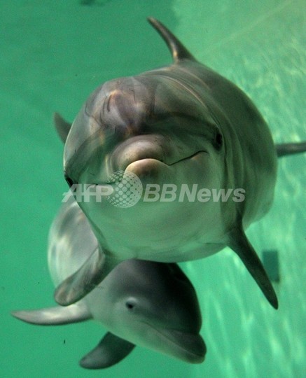 米東海岸のイルカ大量死、はしかが原因か 米東海岸のイルカ大量死、はしかが原因か