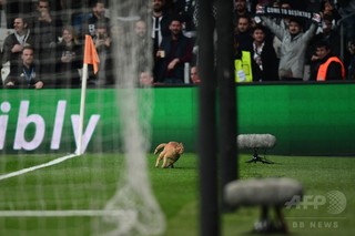 ニャンと! 試合にネコの侵入許したベシクタシュをUEFAが処分へ ニャンと! 試合にネコの侵入許したベシクタシュをUEFAが処分へ