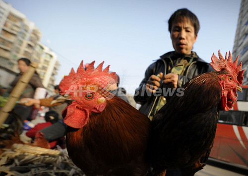 中国、鳥インフルで女性死亡 今年4人目 中国、鳥インフルで女性死亡 今年4人目