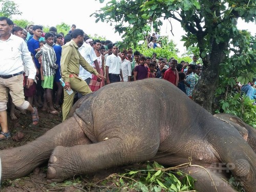 「連続殺人ゾウ」を射殺、インド 「連続殺人ゾウ」を射殺、インド