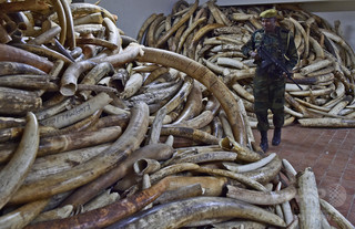 中国で象牙価格暴落、密猟撲滅に期待 ゾウ保護団体 中国で象牙価格暴落、密猟撲滅に期待 ゾウ保護団体