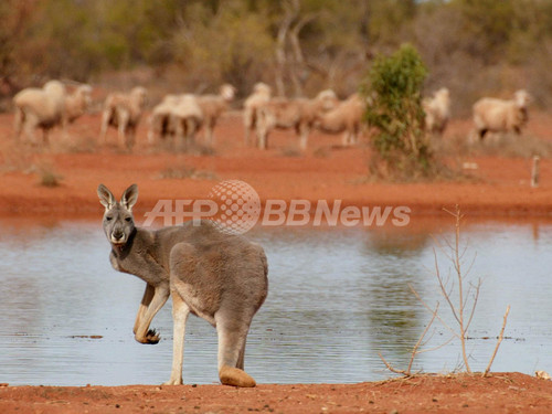 カンガルー肉を食べると地球温暖化が緩和される、専門家報告書 カンガルー肉を食べると地球温暖化が緩和される、専門家報告書