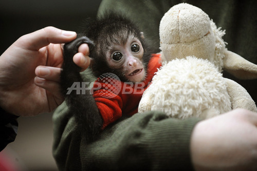 クモザルの赤ちゃん、人工保育ですくすく クモザルの赤ちゃん、人工保育ですくすく