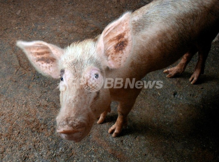 新型インフルに感染のブタは人間と似た症状を示す、タイ・チュラロンコン大が発表 新型インフルに感染のブタは人間と似た症状を示す、タイ・チュラロンコン大が発表