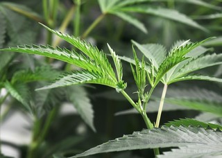 大麻由来のてんかん治療薬を初承認、米FDA 大麻由来のてんかん治療薬を初承認、米FDA