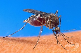 マラリア原虫を肝臓内で殺傷、新薬候補分子631個を特定 国際研究 マラリア原虫を肝臓内で殺傷、新薬候補分子631個を特定 国際研究
