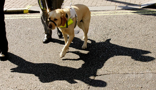 英国で活躍する障害者補助犬、視聴覚支援からてんかん発作の警告まで 英国で活躍する障害者補助犬、視聴覚支援からてんかん発作の警告まで
