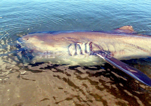 希少種メガマウスザメ、発見されたが食べられる フィリピン 希少種メガマウスザメ、発見されたが食べられる フィリピン