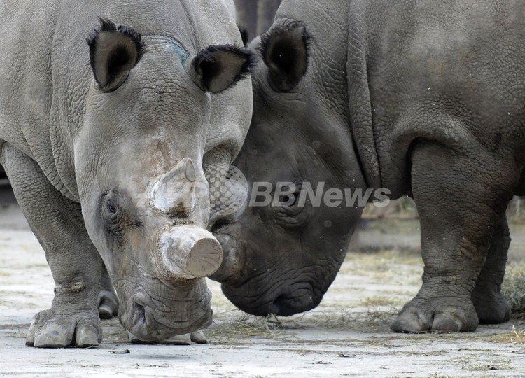 絶滅危惧種からiPS細胞、種を救う技術になるか 米研究 絶滅危惧種からiPS細胞、種を救う技術になるか 米研究