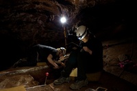 世界最古の洞窟壁画、ネアンデルタール人の複雑な感性示す