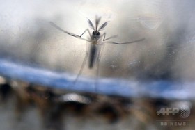 豪で妊娠中の女性、ジカ熱と診断 豪で妊娠中の女性、ジカ熱と診断