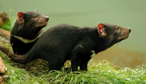 顔面腫瘍で絶滅危機のタスマニアデビル、この20年で急速に進化か 顔面腫瘍で絶滅危機のタスマニアデビル、この20年で急速に進化か