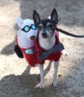 仮装ワンちゃん大集合、全米最大の犬のハロウィーンパレード