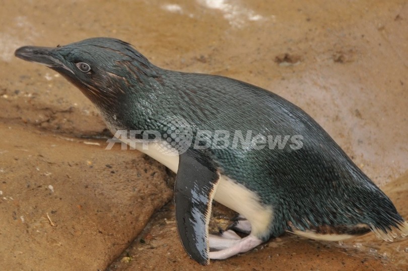 水族館からペンギン盗んだ英国人2人に罰金刑、オーストラリア 水族館からペンギン盗んだ英国人2人に罰金刑、オーストラリア