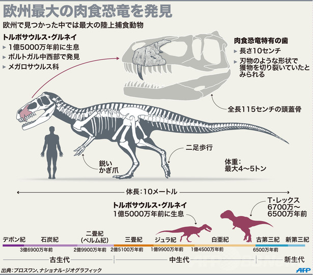 欧州最大の肉食恐竜、ポルトガルで化石発見 欧州最大の肉食恐竜、ポルトガルで化石発見