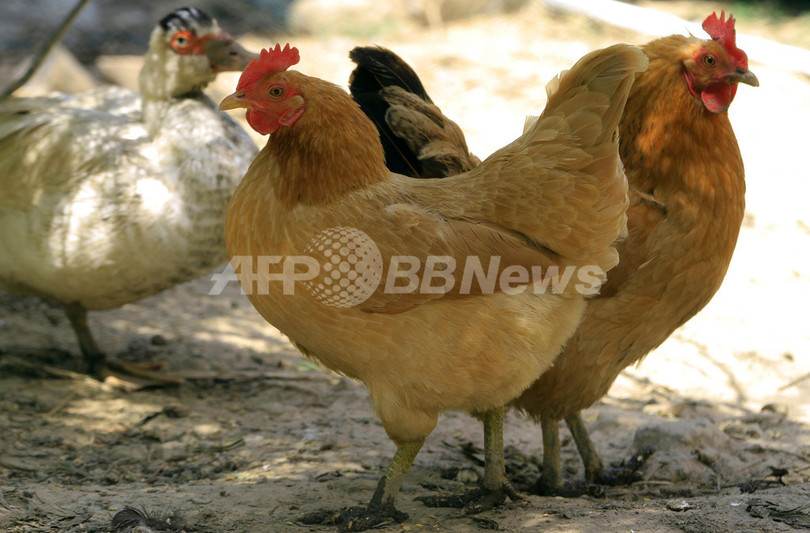 鳥インフル「感染デマ」で12人拘束、上海では回復の報告も 鳥インフル「感染デマ」で12人拘束、上海では回復の報告も